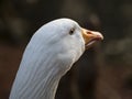 White goose head close-up Royalty Free Stock Photo