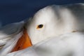 White goose head close-up Royalty Free Stock Photo