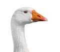 White goose head, close-up, isolated. Royalty Free Stock Photo