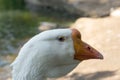 White goose, head close-up, orange beak. A bird at large near the water, looking forward. Freedom or closure concept. Royalty Free Stock Photo