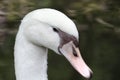 White goose head close up Royalty Free Stock Photo