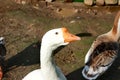 White goose head. Cute blue eye close up. Domestic bird outdoors