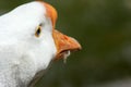 White goose head, rear view. Royalty Free Stock Photo