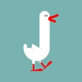 White goose isolated. long-necked water bird. Vector illustration