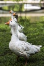 White goose. Royalty Free Stock Photo