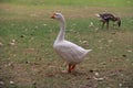 white Goose