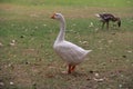 white Goose Royalty Free Stock Photo