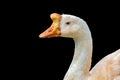 White goose male with blue eyes portrait isolated on black background and selective focus Royalty Free Stock Photo