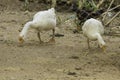 White goose Royalty Free Stock Photo