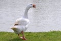 White goose near pond