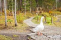 White goose with orange beaks in the park walk in search of food Royalty Free Stock Photo