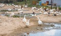 White goose by paddle. Bird farm backyard scene. Flock of white goose resting outdoor. Royalty Free Stock Photo