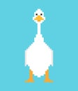 White goose pixel art. domestic waterfowl pixelated 8 bit. vector illustration