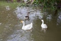 White goose in the pond Royalty Free Stock Photo