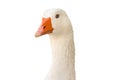 White goose portrait isolated on white. Royalty Free Stock Photo