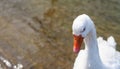 White goose portrait. Royalty Free Stock Photo