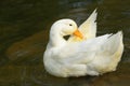 White goose Royalty Free Stock Photo