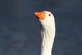 A White Goose in Profile Royalty Free Stock Photo
