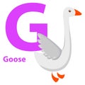 White Goose with Purple Character G on ABC Card Royalty Free Stock Photo