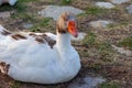 White goose resting on the green grass in the park. Royalty Free Stock Photo