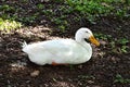 White goose resting on the ground Royalty Free Stock Photo