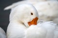 white goose resting with it's beak between it's wings Royalty Free Stock Photo
