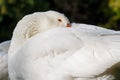 White Goose resting while standing Close up Royalty Free Stock Photo