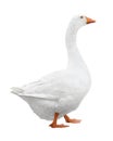 White goose