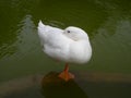 A white goose sitting on one leg in a pond