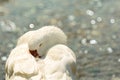 White goose sleeping against the blurred sea as background. Royalty Free Stock Photo