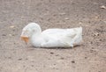 Goose sleeping on the ground Royalty Free Stock Photo