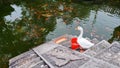 White goose stand on stone steps and look around, pond full of koi carp fish