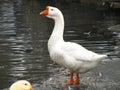 white goose standing Royalty Free Stock Photo