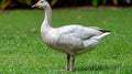 A white goose standing in a field of green grass, AI Royalty Free Stock Photo