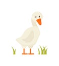 White Goose Standing on Grass Cartoon Style Poster Royalty Free Stock Photo