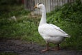 White goose standing on green grass Royalty Free Stock Photo