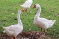 White goose standing on green grass Royalty Free Stock Photo