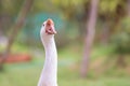 White goose standing on green grass Royalty Free Stock Photo