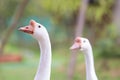 White goose standing on green grass Royalty Free Stock Photo