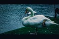 White goose standing on green grass Royalty Free Stock Photo