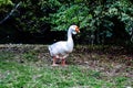 white goose standing on green grass Royalty Free Stock Photo