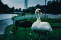 White goose standing on green grass Royalty Free Stock Photo