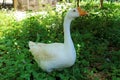 White Goose Standing on the Ground Royalty Free Stock Photo