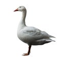 White Goose Standing on One Leg Royalty Free Stock Photo
