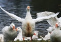 white goose standing on the shore of the pond to spread its wings Royalty Free Stock Photo