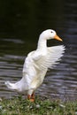 White goose standing on the shore of the pond to spread its wings Royalty Free Stock Photo