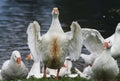 White goose standing on the shore of the pond to spread its wings Royalty Free Stock Photo