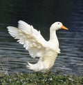 White goose standing on the shore of the pond to spread its wings Royalty Free Stock Photo