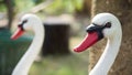 .White goose statue in the garden Royalty Free Stock Photo