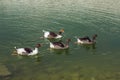 White goose swim in the pond on a summer day Royalty Free Stock Photo